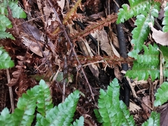 Polystichum polyblepharum