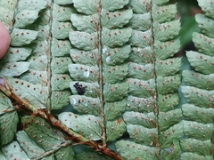 Polystichum polyblepharum
