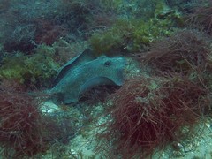 Trygonoptera testacea