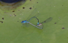 Pseudagrion cingillum