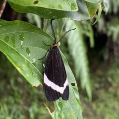Pidorus