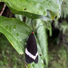 Pidorus