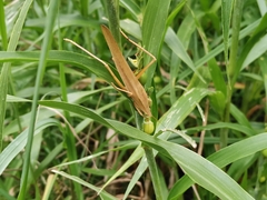 Euconocephalus varius