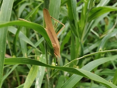 Euconocephalus varius