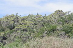 Euphorbia triangularis
