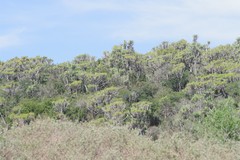 Euphorbia triangularis