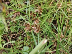 Cyperus sanguinolentus