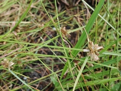 Cyperus sanguinolentus