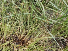 Cyperus sanguinolentus