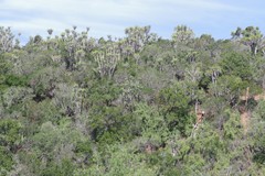Euphorbia triangularis
