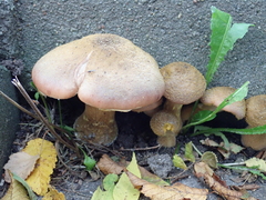 Armillaria