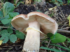 Armillaria
