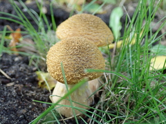Armillaria