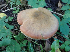 Armillaria