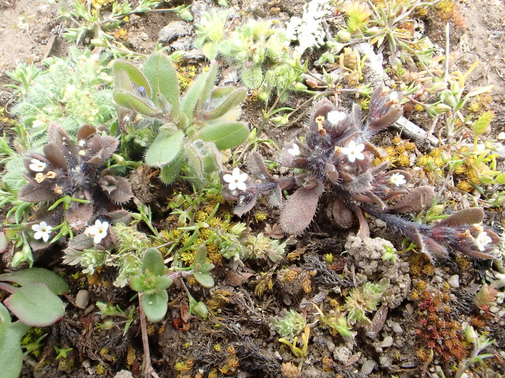 Myosotis antarctica antarctica in October 2020 by greenschist. common ...