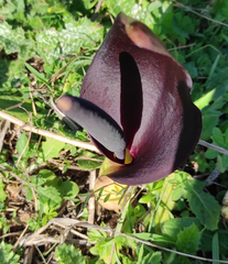 Arum pictum