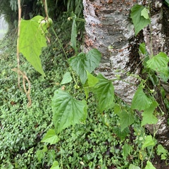 Zehneria