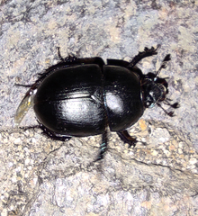 Sericotrupes niger