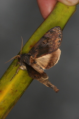 Image of Crinodes guatemalena