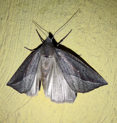 Compsoptera opacaria