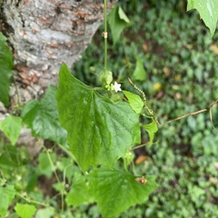 Zehneria