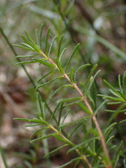 Tetratheca neglecta
