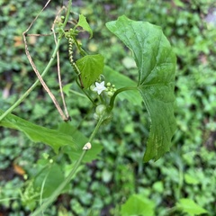 Zehneria