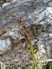Machaerina tetragona