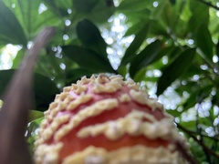 Amanita muscaria