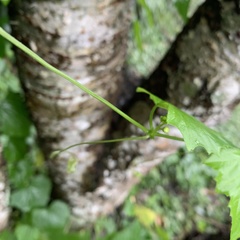Zehneria