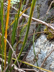 Machaerina tetragona