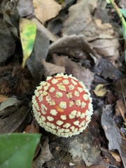 Amanita muscaria