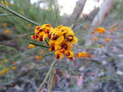 Daviesia leptophylla