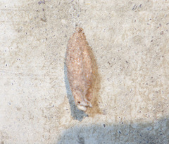 Narycia duplicella