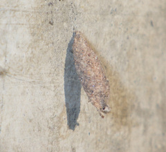 Narycia duplicella
