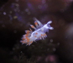 Coryphella cooperi