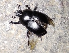 Sericotrupes niger