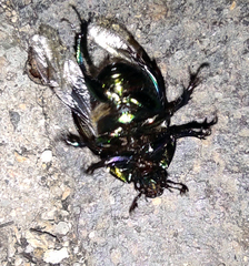 Sericotrupes niger