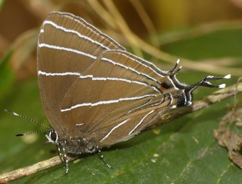 Laothus viridicans