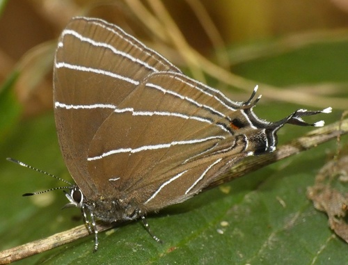 Laothus viridicans