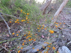 Daviesia leptophylla