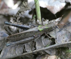 Maculiparia rotundata