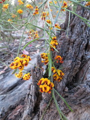 Daviesia leptophylla