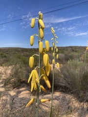 Albuca clanwilliamae-gloria
