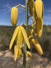 Albuca clanwilliamae-gloria