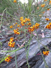 Daviesia leptophylla