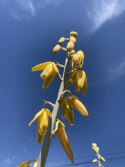 Albuca clanwilliamae-gloria