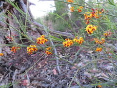 Daviesia leptophylla