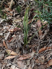 Caesia parviflora vittata