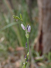 Caesia parviflora vittata